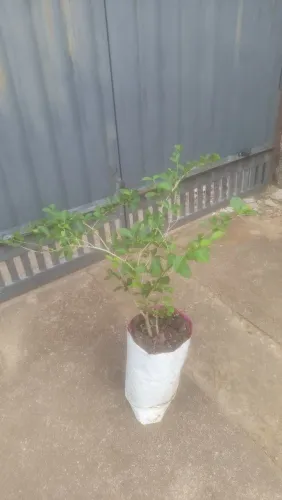 Acerola muda frutífera