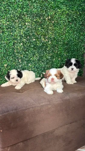 Shihtzu macho e fêmea 