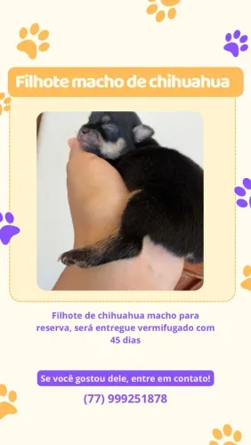 Filhote de Chihuahua