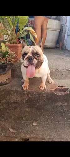 Bulldog francês 