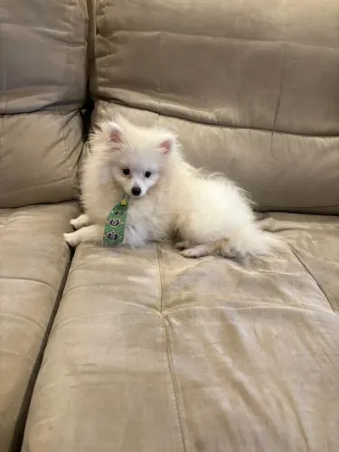 Spitz alemão macho 5 meses 