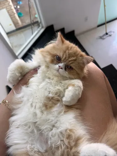 Filhote gato persa 