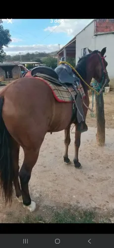 Cavalo mm