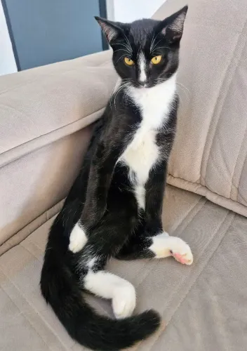 Gato macho 6 meses