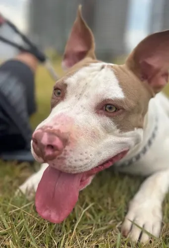 Adoção American bully