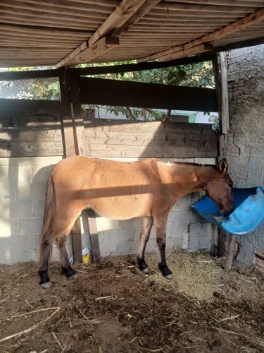 Vendo burro 