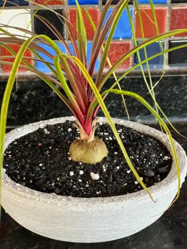 Nolina planta ornamental 
