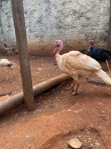 Vende-se peru macho branco
