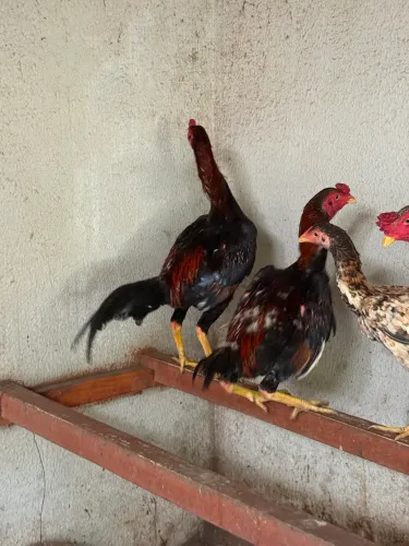 Vendo Galo da raça Carioca puro 