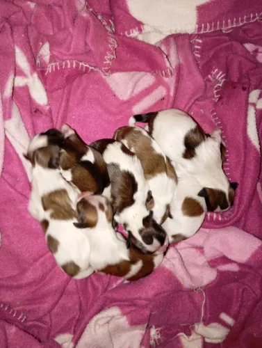 Cachorro