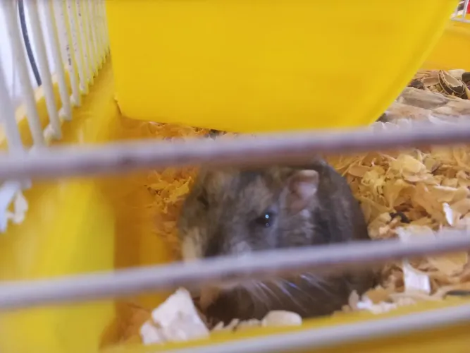 Hamster Anão Russo Arisco A Venda