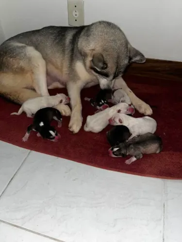 Husky Siberiano 