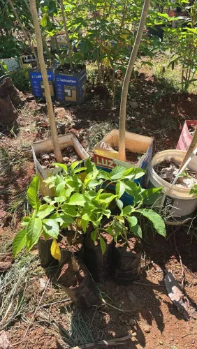 Mudas de fruta do sábia 