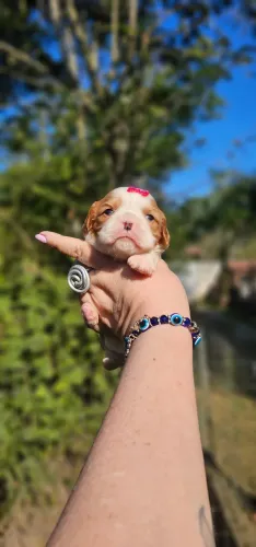 Bonequinha de Luxo - Cavalier