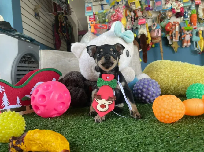 Pinscher miniatura machinho vacinado 