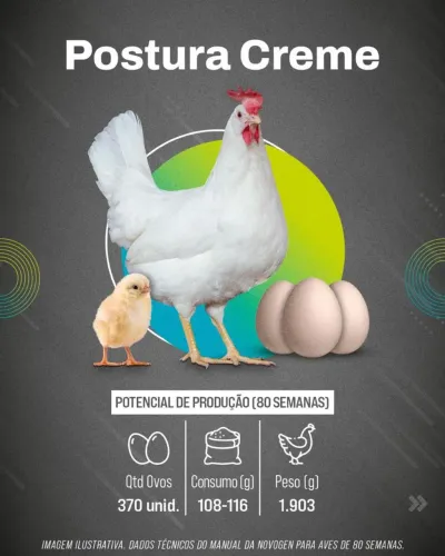 Pintanhias pra postura de todas as raças