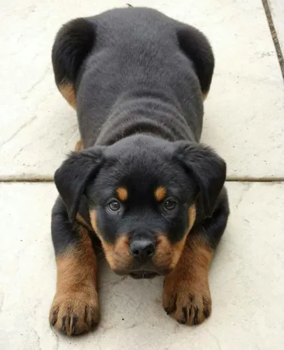 Filhotes de Rottweiler | Filhotes lindos e saudáveis.