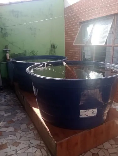 Criação de peixes