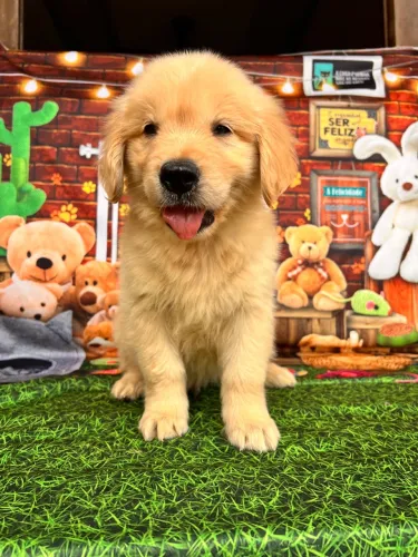 Golden retriever microchip pedigree //entrego