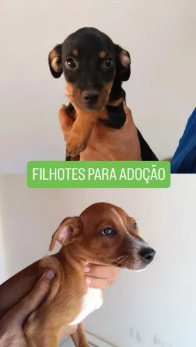 Filhotes Disponíveis Adoção