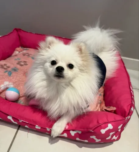 Spitz Fêmea (Lulu da Pomerania) 1 ano e 2 meses