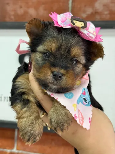 Filhote de Yorkshire Terrier - Encantador!