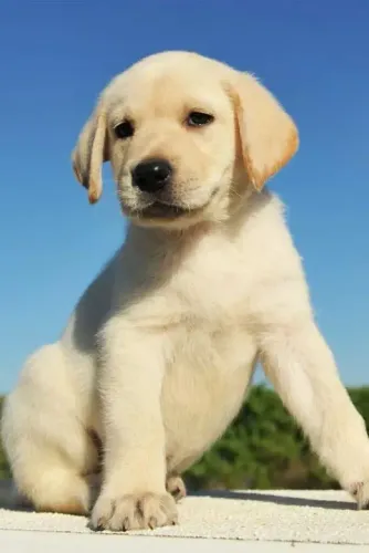 Labrador Filhotes Fofos na Cor Amarelo