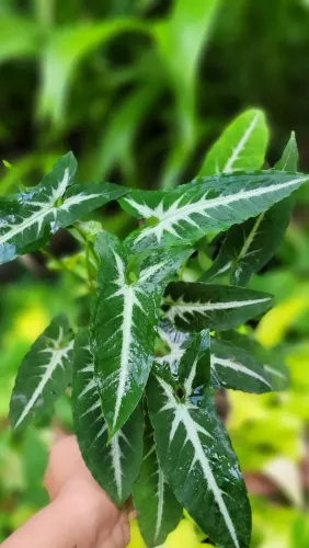 Mudas ornamentais: Folhagens, Syngonium, Plantas raras, Syngonium veludo