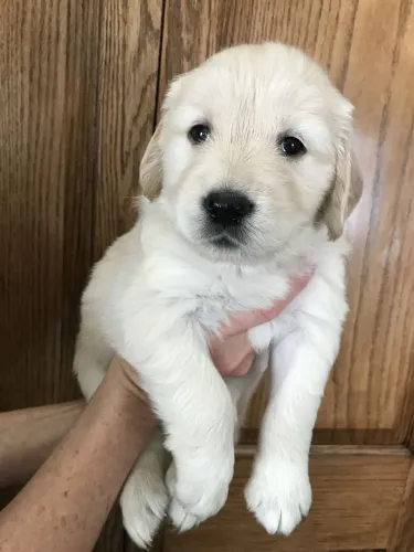Doa-se filhotes de Golden retriever