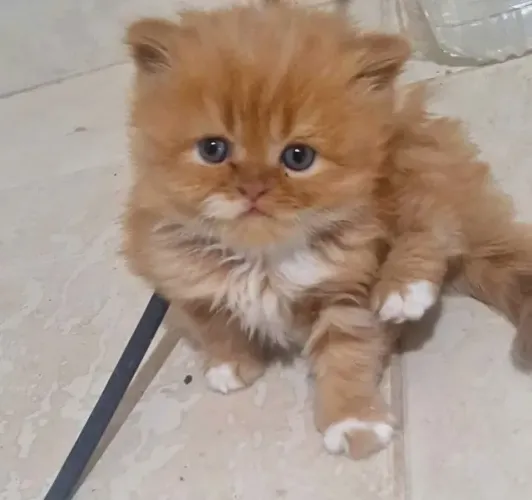 Gatos Persas