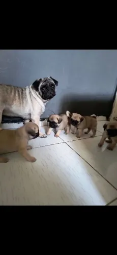 Filhotes de Pug