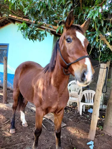 Vendo cavalo Potro Quarto de Milha cruzado com Manga Larga.