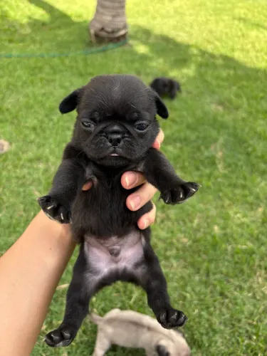 VENDE-SE FILHOTES DE PUG