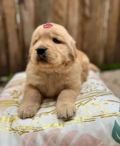 Golden Retriever filhote especial
