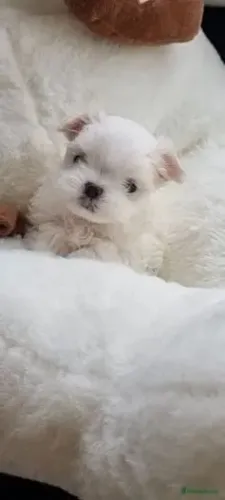Cãozinho Maltês dócil e saudável pronto para entrega imediata