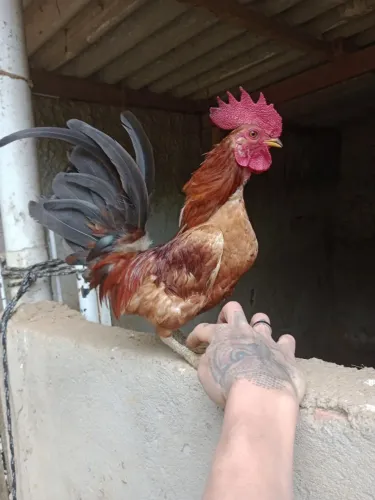 Galo garnizé Serama 