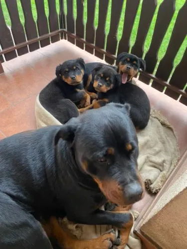 rottweiler x labrador Alegria sem estresse na sua rotina. chama 9 9751.6491