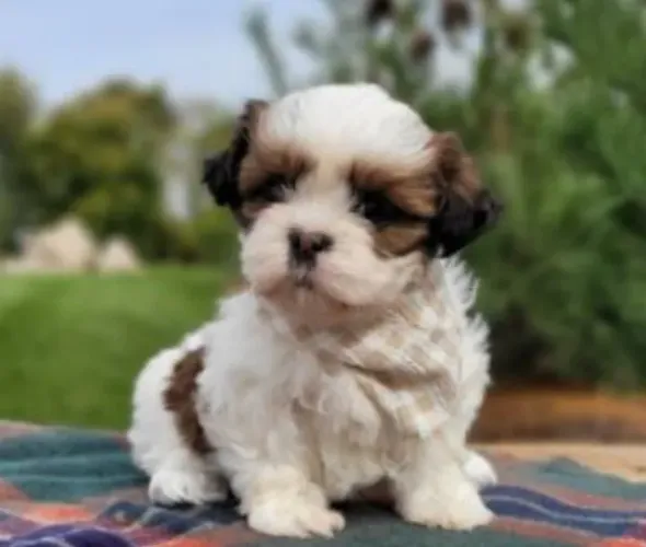Shihtzu Mini Filhotes Puríssimos.