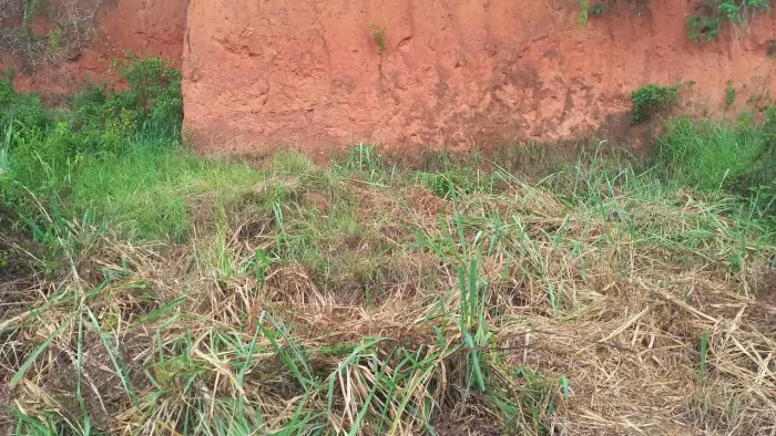 Terreno em pombos 