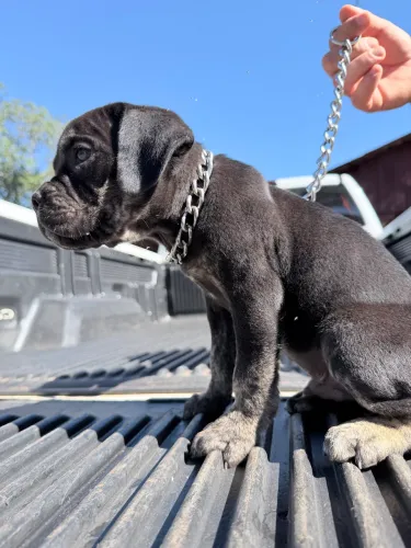 Filhotes cane Corso
