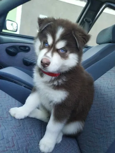 Filhotes De Husky Siberiano - Companheiros Cheio De Afetos 