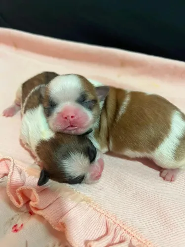 Vendo filhote Shih Tzu