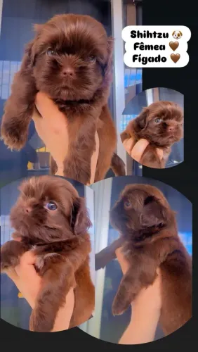 Shih tzu