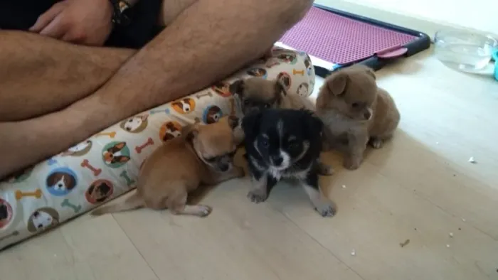 Filhotes de Chihuahua