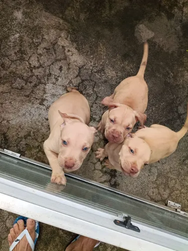 Pitbull 