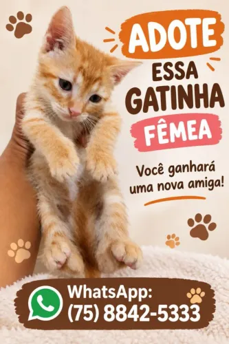 Gatinha para adoção