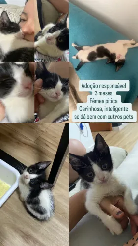Adoção Gatinha