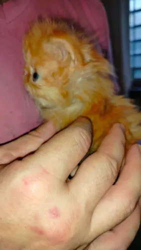 Filhotes de gato persa