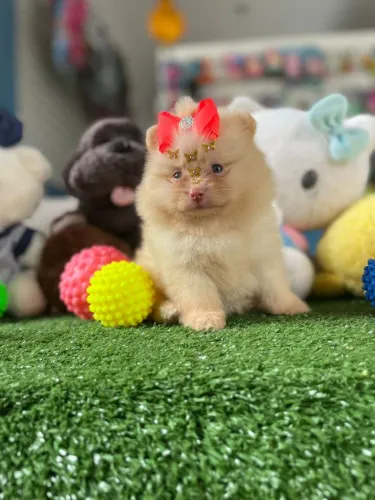 Lulu da Pomerânia fêmea fucinho chocolate 