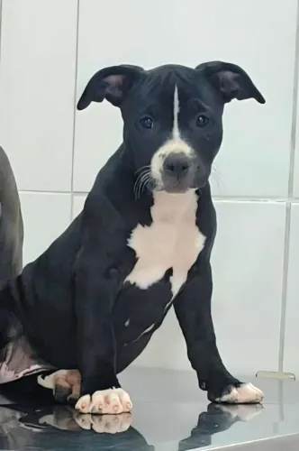 Fêmea Filhote American Bully
